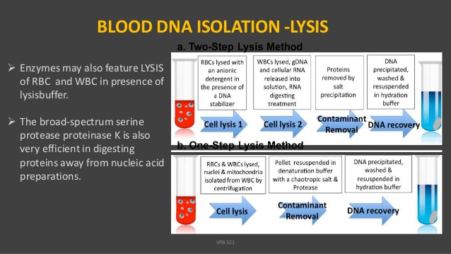 Cell lysis buffer recipe for dna extraction